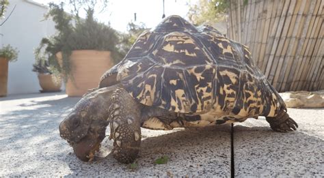 Las Tortugas M S Raras Del Mundo Mascotas Adopci N