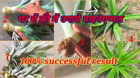 How To Grow Pineapples At Home How To Propagate Pineapple How To