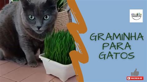 Graminha Para Gatos Como Plantar Muito F Cil E Muito Barato Youtube