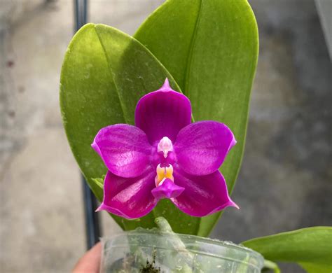 Phalaenopsis Shingher Pure Love X Bellina Coerulea Giulio Celandroni