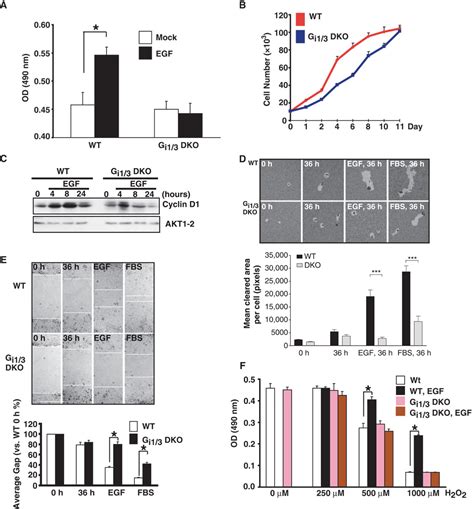 Gαi1 And Gαi3 Are Required For Epidermal Growth Factor Mediated