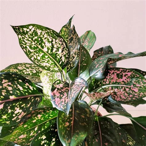 Aglaonema Pink Dalmatian Plant Care Tips - The Jungle Collective