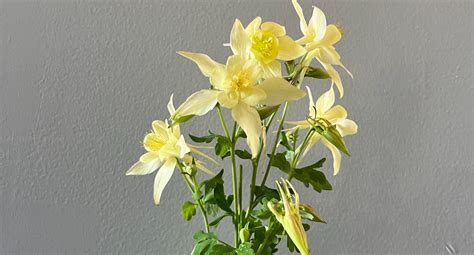 Columbine Kirigami Yellow The Roof Crop