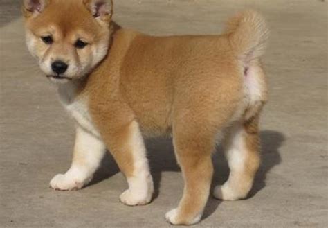 Shiba Inu Puppies Picture Texas - Dog Breeders Guide