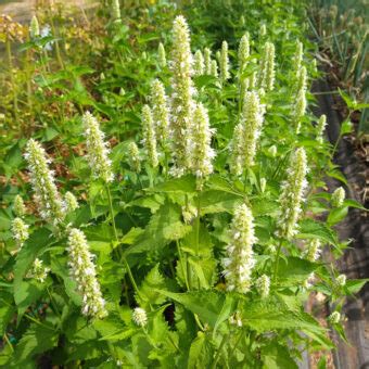 Anise Hyssop Snow Spike Organic Adaptive Seeds