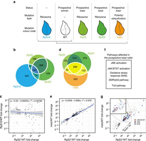 Chronic Activation Of Jnk Jak Stat And Oxidative Stress Signalling