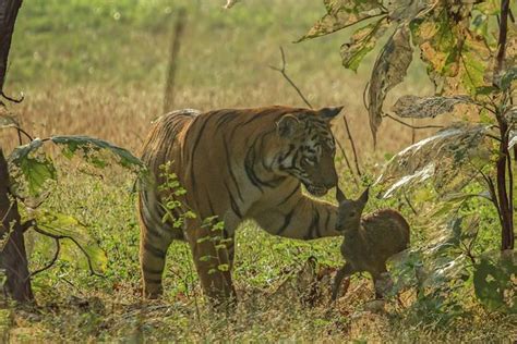 Amazing Pictures Shows Moment Tiger Spares Baby Deers Life And Plays