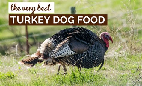 5 Best Turkey Dog Food Brands: Chow Your Dog Will Gobble Up!