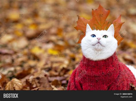 Funny White Cat, Multi Image & Photo (Free Trial) | Bigstock