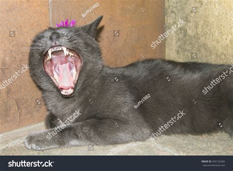 Funny Cat Open Mouth Stock Photo 493132366 - Shutterstock