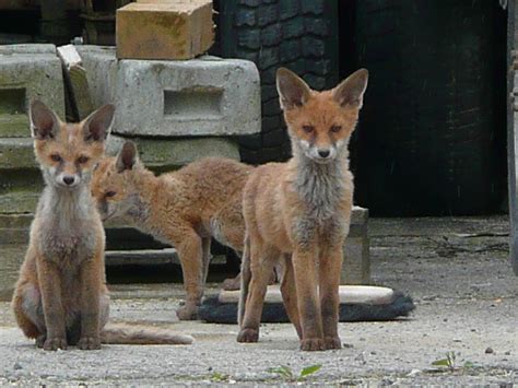 Renards Renards En Pleine Ville La Chaux De Fonds J Flickr