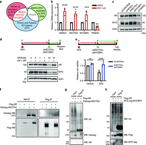 Epz Regulated E3 Ligases Target Ar And Myc Stability A Comparison Of