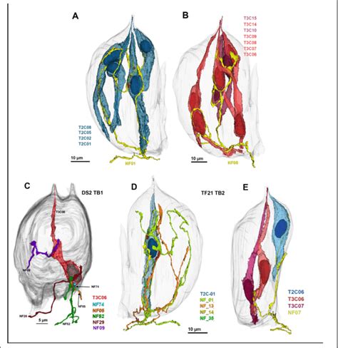 Examples Of Different Patterns Of Innervation A And B Individual Nerve