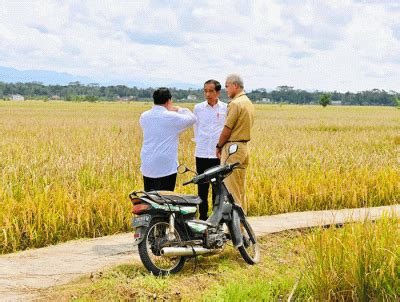 Presiden Jokowi Minta Badan Pangan Nasional Hitung Harga Gabah Kering