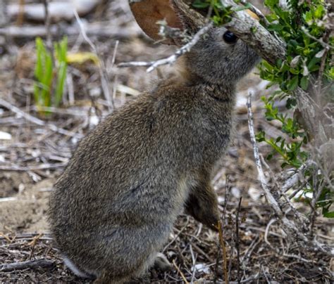 Wild Rabbit Free Stock Photo - Public Domain Pictures