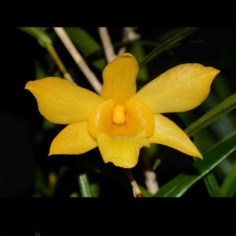 Orqu Dea Dendrobium Hancockii Pr Adulta