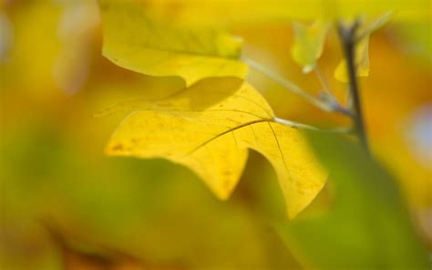 Wallpaper Sunlight Leaves Nature Branch Green Yellow Autumn