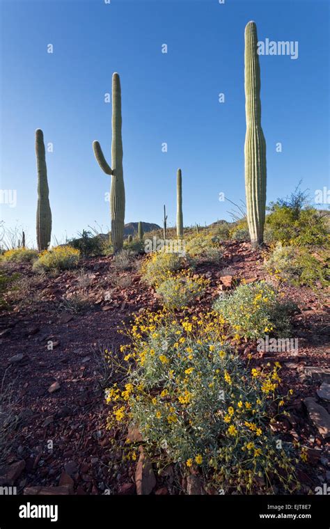 Sonoran Desert Saguaro National Park Hi Res Stock Photography And