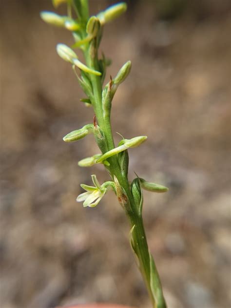 Piperia Transversa Calflora