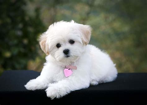 poodle spockthedogcom