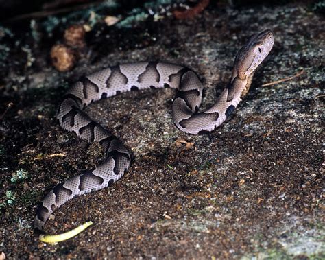 Agkistrodon Contortrix Copperhead Juvenile Fulton County Georgia