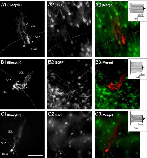 Biocytin Tracing And Coupling In The Sgz Of Transgenic Hgfap Egfp Mice