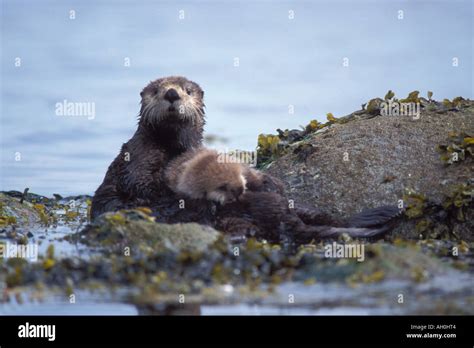 Sea Otter Enhydra Lutris Sleeping With Its Newborn On Its Belly In Saw