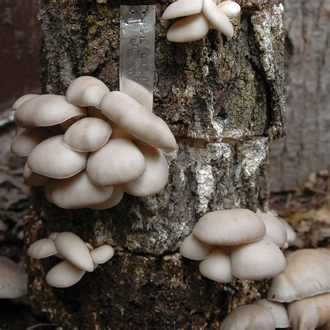 PoHu Oyster Mushroom Organic Plug Spawn For Logs