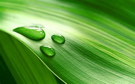 Wallpaper Leaves Nature Grass Plants Water Drops Green Dew