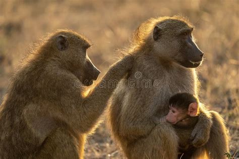 Close-up of Baboon Grooming Another with Baby Stock Image - Image of ...