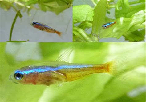 Tetra Cardenal Paracheirodon Axelrodi Acuariofiliadc