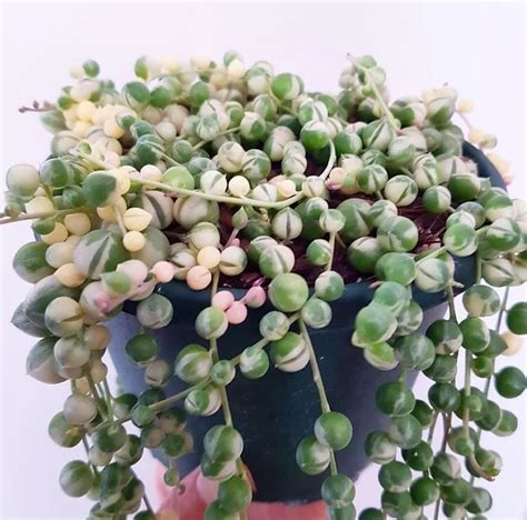 The Beauty Of Variegated String Of Pearls A Guide To Growing And