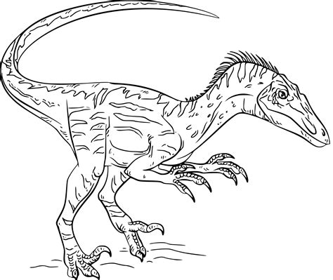 Coloriage Dinosaure Velociraptor Gratuit Imprimer Coloriages Info