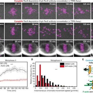 Premature Chromatid Separation In Centromeric Cohesion Depleted Eggs Is