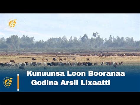 Kunuunsa Loon Booranaa Godina Arsii Lixaatti Youtube