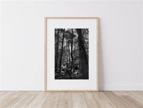 Black and White Forest Photograph Forest Landscape Digital Wall Art ...