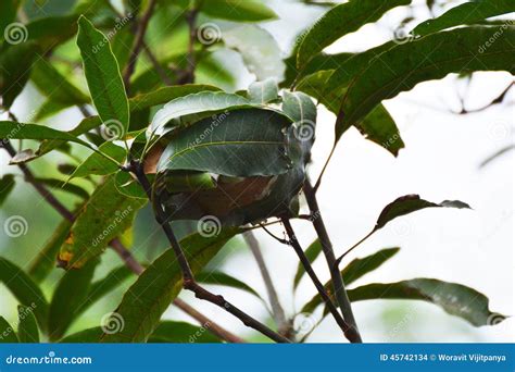 Ant nests stock photo. Image of formics, nature, hardworkers - 45742134