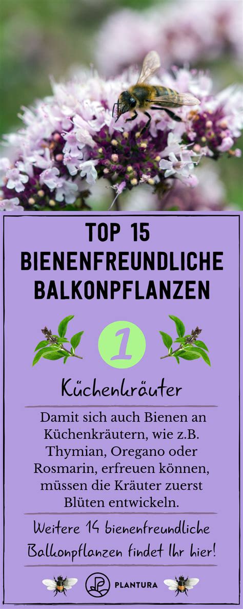 Bienenfreundliche Balkonpflanzen für Bienenretter Plantura