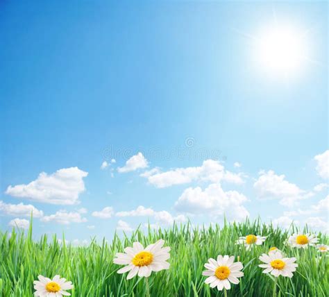 Daisy Field In The Sunny Summer Day Stock Photo Image Of Bloom