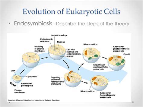 PPT The Role Of The Endomembrane System In The Evolution Of