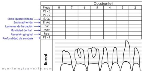 Periodontograma Periodontal Chart Plantilla Porn Sex Picture