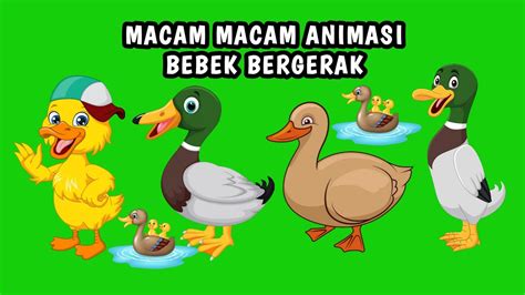 Animasi Bergerak Bebek Green Screen Animasi Berjalan Bebek Animasi