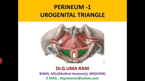 PERINEUM 1 UROGENITAL TRIANGLE YouTube