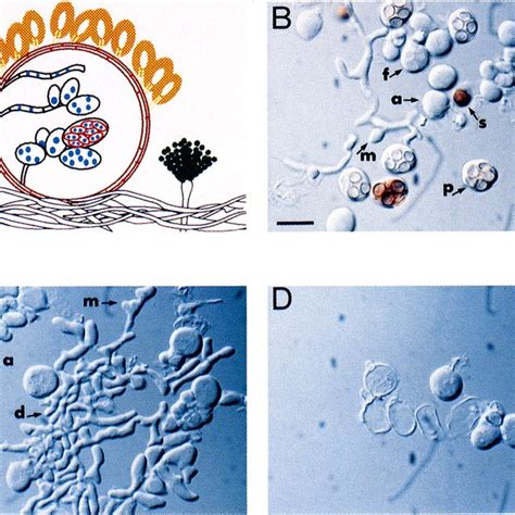 Cytology Of Sexual Development A} Schematic Diagram Illustrating The Download Scientific