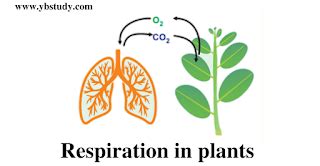 Respiration In Plants NEET MCQ YB Study