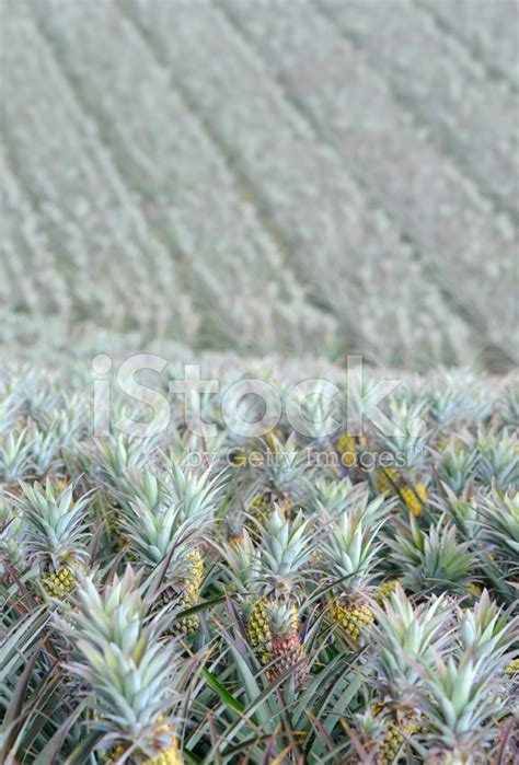 Pineapple Field Stock Photo | Royalty-Free | FreeImages