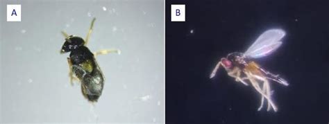 Parasitoids Of Trioza Fletcheri A Trechinites Aligharnsis Hayat