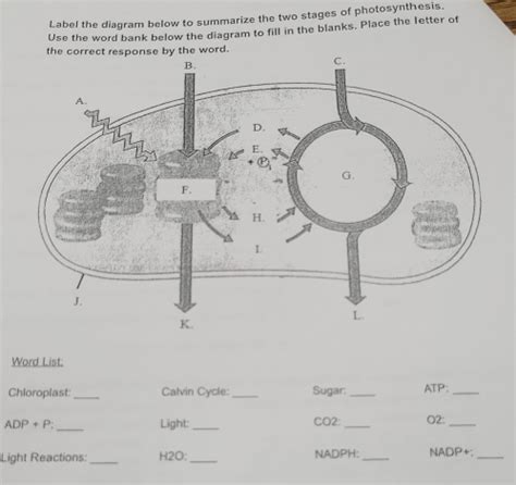 Label The Diagram Below To Summarize The Two Stages Of Photosynthesis