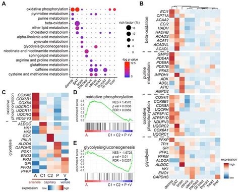 Single Cell Transcriptome Profiling Reveals Vascular Endothelial Cell