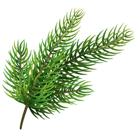 Pine tree branch png transparent png download